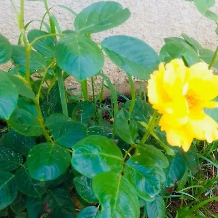 بيت ضيافة Depan Dance غالّيبولي